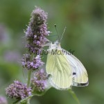 Pieris napi - Mlynárik repkový IMG_3066