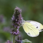 Pieris napi - Mlynárik repkový IMG_3070