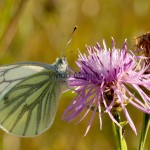 Pieris napi - Mlynárik repkový IMG_9445