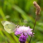 Pieris rapae - Mlynárik repový IMG_1461