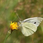 Pieris rapae - Mlynárik repový IMG_3100