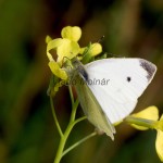 Pieris rapae - Mlynárik repový IMG_4088