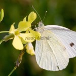 Pieris rapae - Mlynárik repový IMG_4096