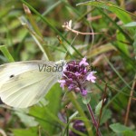 Pieris rapae - Mlynárik repový IMG_9109