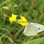 Pieris rapae - Mlynárik repový IMG_9112