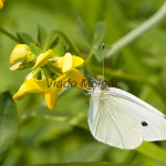 Pieris rapae - Mlynárik repový IMG_9123