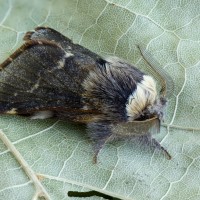 Poecilocampa populi - Priadkovec topoľový 163859