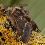 Poecilocampa populi - Priadkovec topoľový 18-42-02