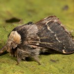 Poecilocampa populi - Priadkovec topoľový 21-10-33.jpg