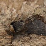 Poecilocampa populi - Priadkovec topoľový 22-08-09