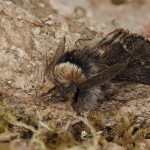 Poecilocampa populi - Priadkovec topoľový  22-09-38