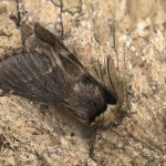 Poecilocampa populi - Priadkovec topoľový  22-11-22