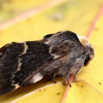 Poecilocampa populi - Priadkovec topoľový 7929-7944A