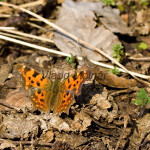 Polygonia c-album - Babôčka zubatokrídla