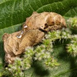  Polygonia c-album - Babôčka zubatokrídla 18-35-38.jpg