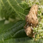  Polygonia c-album - Babôčka zubatokrídla 18-36-27.jpg