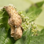  Polygonia c-album - Babôčka zubatokrídla 18-37-08.jpg