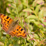 Polygonia c-album - Babôčka zubatokrídla IMG_0594