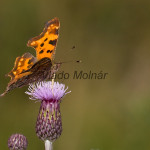 Polygonia c-album - Babôčka zubatokrídla IMG_0648