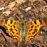 Polygonia c-album - Babôčka zubatokrídla IMG_2971