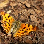 Polygonia c-album - Babôčka zubatokrídla IMG_2973