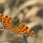 Polygonia c-album - Babôčka zubatokrídla IMG_3610