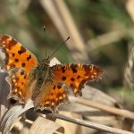 Polygonia c-album - Babôčka zubatokrídla IMG_3616