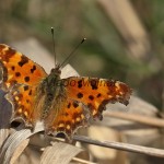 Polygonia c-album - Babôčka zubatokrídla IMG_3618