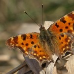 Polygonia c-album - Babôčka zubatokrídla IMG_3619