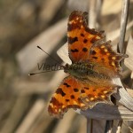 Polygonia c-album - Babôčka zubatokrídla IMG_3621