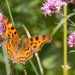 Polygonia c-album - Babôčka zubatokrídla IMG_5748