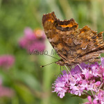 Polygonia c-album - Babôčka zubatokrídla IMG_5755