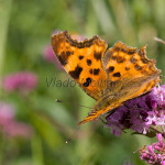 Polygonia c-album - Babôčka zubatokrídla IMG_5759