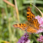 Polygonia c-album - Babôčka zubatokrídla IMG_5761