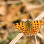 Polygonia c-album - Babôčka zubatokrídla IMG_6127