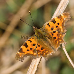 Polygonia c-album - Babôčka zubatokrídla IMG_6131