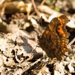 Polygonia c-album - Babôčka zubatokrídla IMG_6141