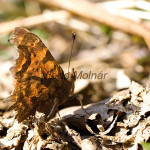 Polygonia c-album - Babôčka zubatokrídla IMG_6145