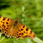 Polygonia c-album - Babôčka zubatokrídla IMG_9702