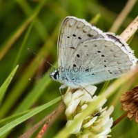 Polyommatus daphnis - Modráčik hnedoškvrnný IMG_0269