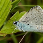 Polyommatus daphnis - Modráčik hnedoškvrnný IMG_0277