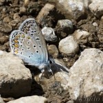 Polyommatus icarus - Modráčik obyčajný 13-03-06