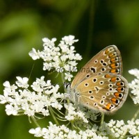 Polyommatus icarus - Modráčik obyčajný IMG_0835