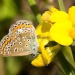 Polyommatus icarus - Modráčik obyčajný IMG_0923