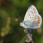 Polyommatus icarus - Modráčik obyčajný IMG_5038