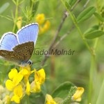 Polyommatus icarus - Modráčik obyčajný IMG_6169