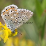 Polyommatus icarus - Modráčik obyčajný IMG_6177