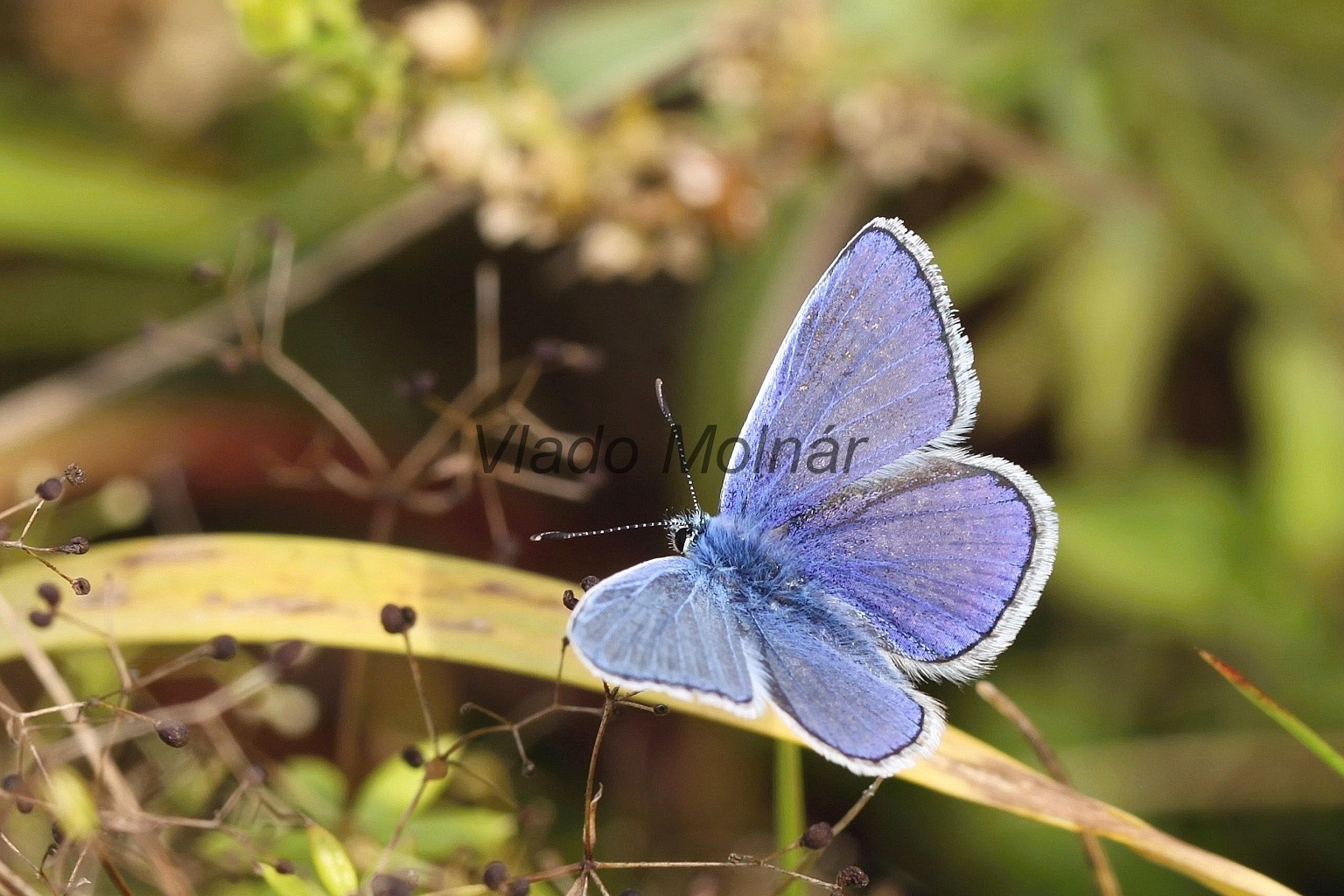 Polyommatus icarus - Modráčik obyčajný IMG_8354