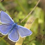 Polyommatus icarus - Modráčik obyčajný IMG_8360