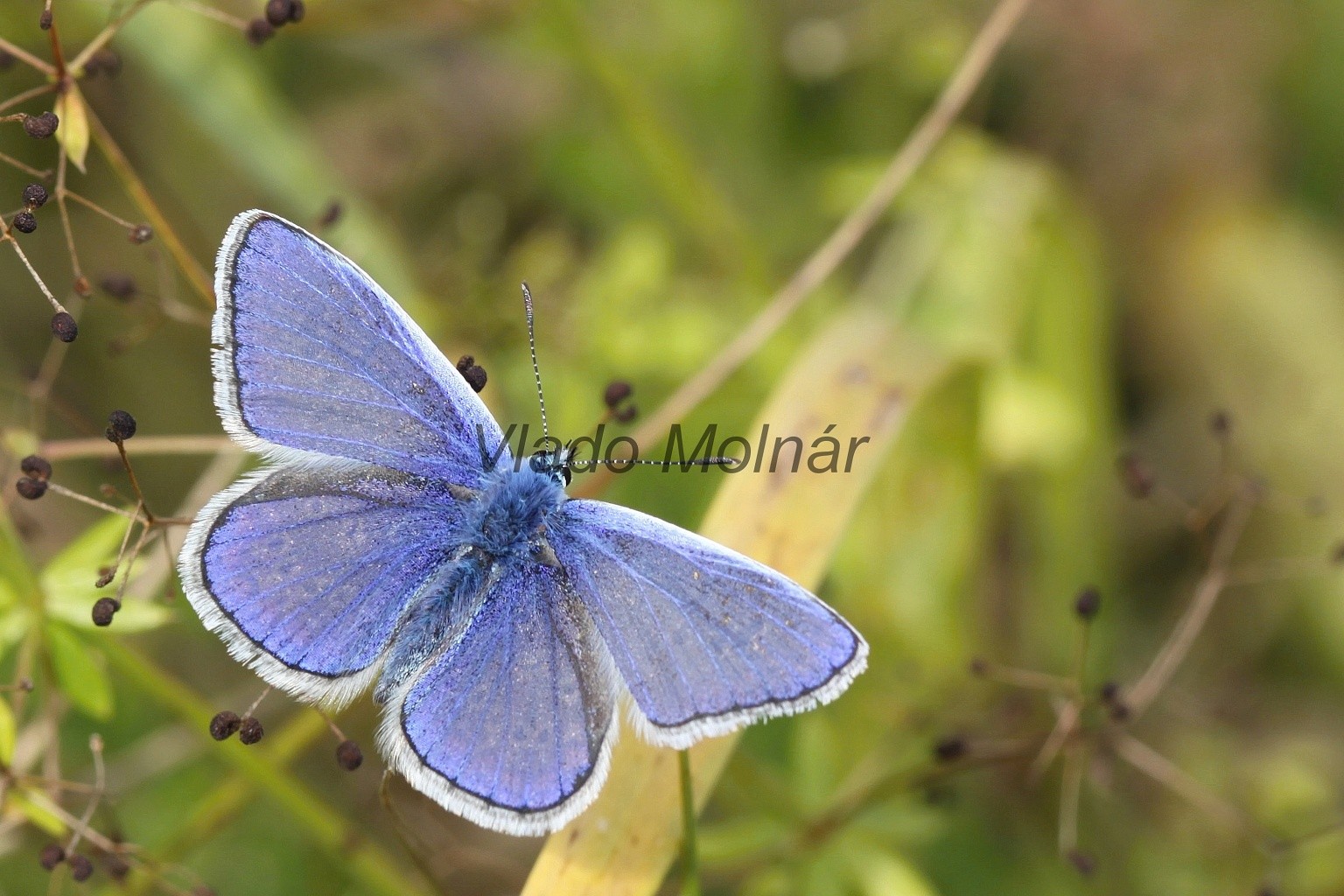 Polyommatus icarus - Modráčik obyčajný IMG_8360